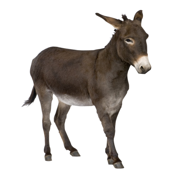Ишак на белом фоне
