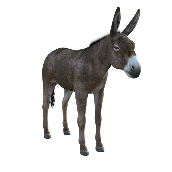 Осел на белом фоне