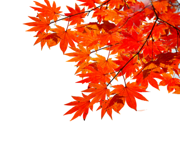 Осенние листья на прозрачном фоне