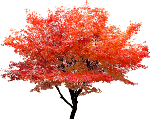 Клен Гиннала PNG