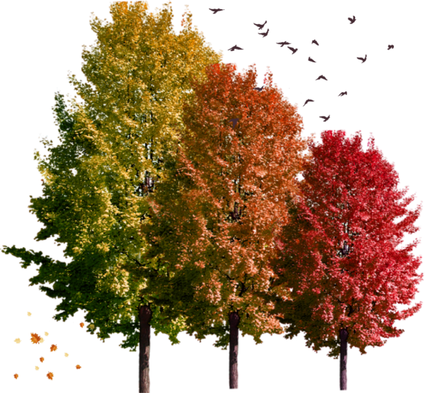 Клен Гиннала для фотошопа