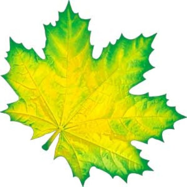 Кленовый лист зеленый