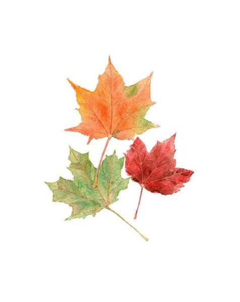 Листья клена акварелью
