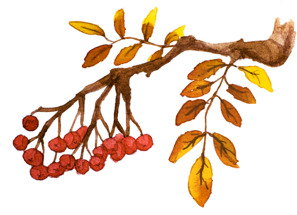 Ветка рябины