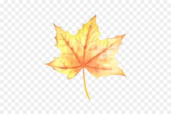 Кленовые листья Акварельные на прозрачном фоне
