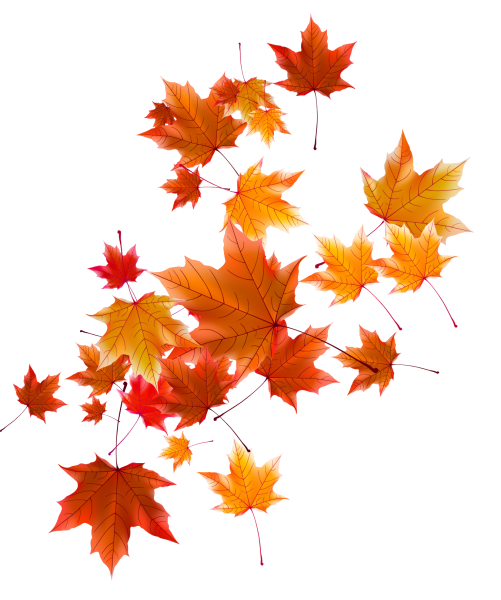 Кленовый лист