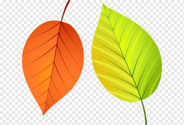 Цветной лист