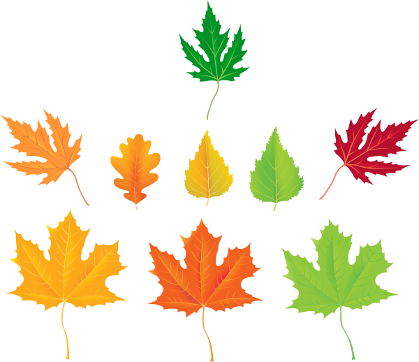 Разноцветные листья на прозрачном фоне
