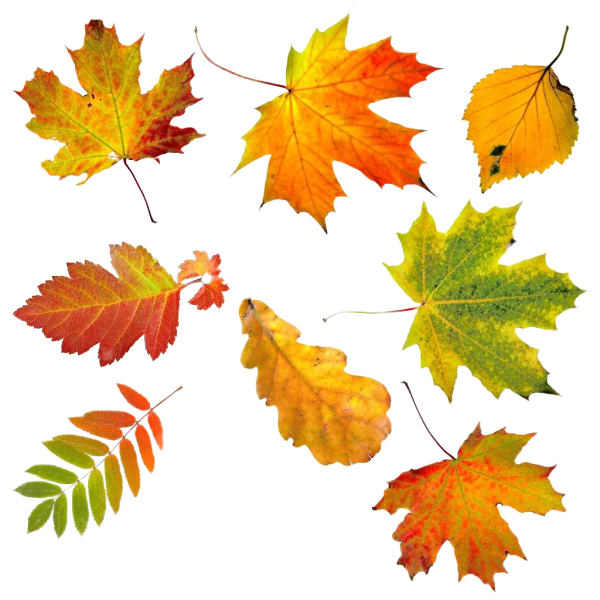 Осенние листья