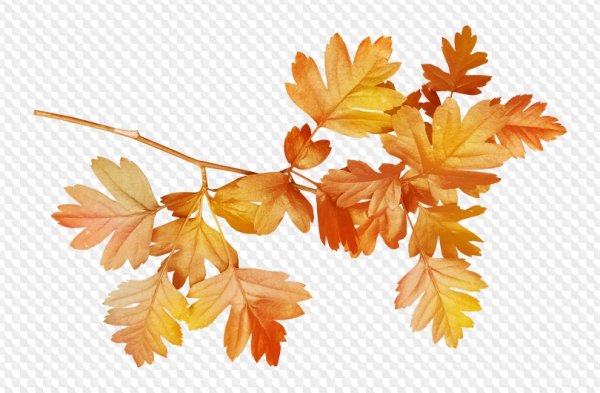 Ветка с осенними листьями