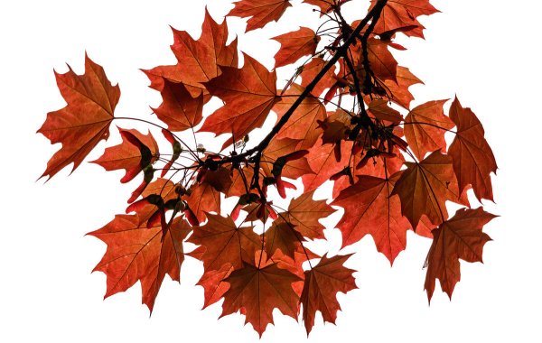 Ветка клена