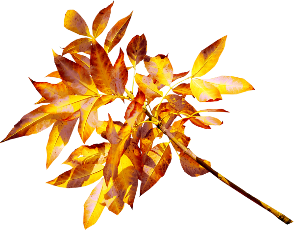 Осенняя ветка