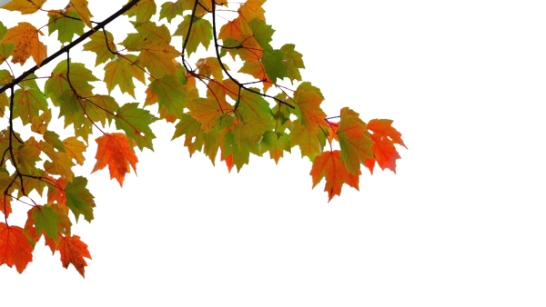 Кленовая ветка на прозрачном фоне