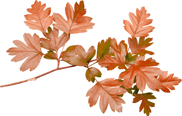 Осенняя веточка