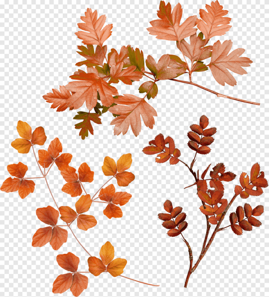 Ветка с листьями осень