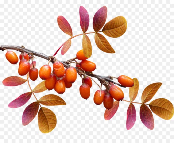 Осенняя ветка на белом фоне