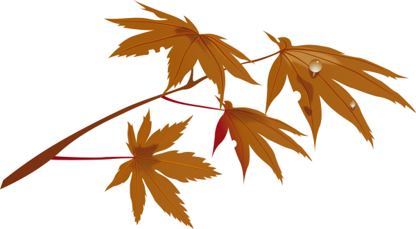 Кленовая ветка на прозрачном фоне