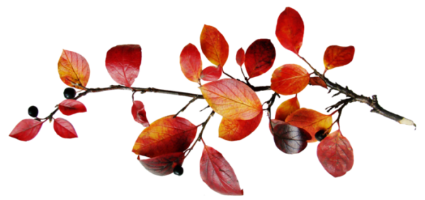 Ветка с листьями