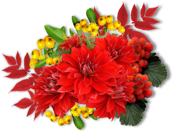 Осенние цветы на белом фоне