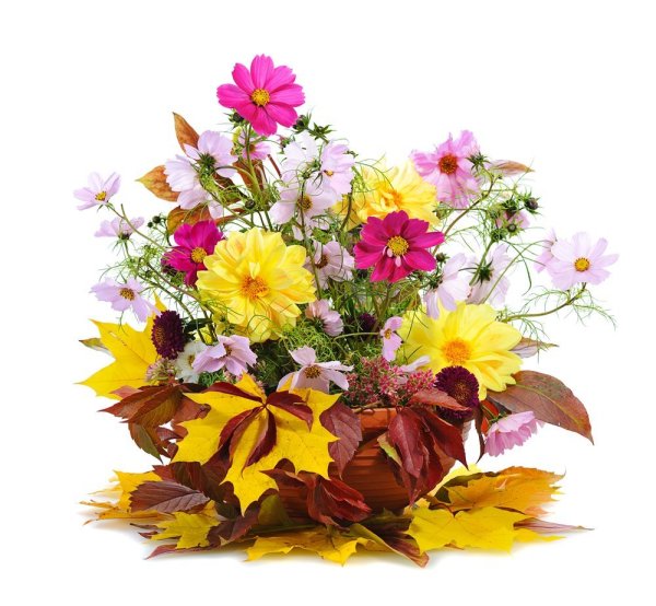 Осенний букет на прозрачном фоне