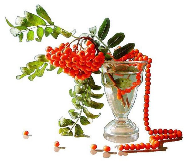 Ветка рябины