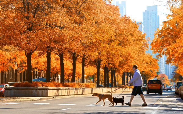 Осенние улицы города
