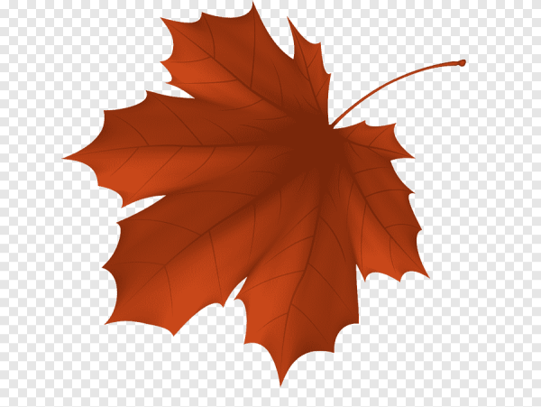 Осенние кленовые листочки