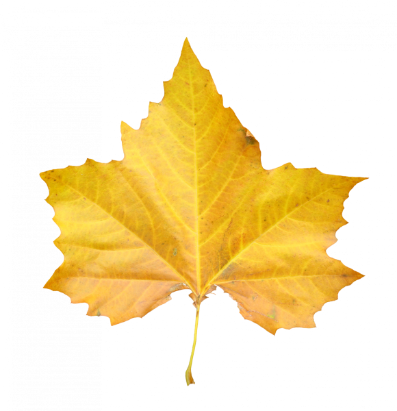 Желтые листья