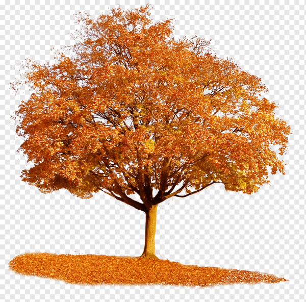 Осеннее дерево на белом фоне