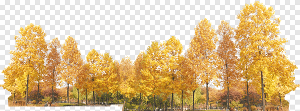 Ряд осенних деревьев