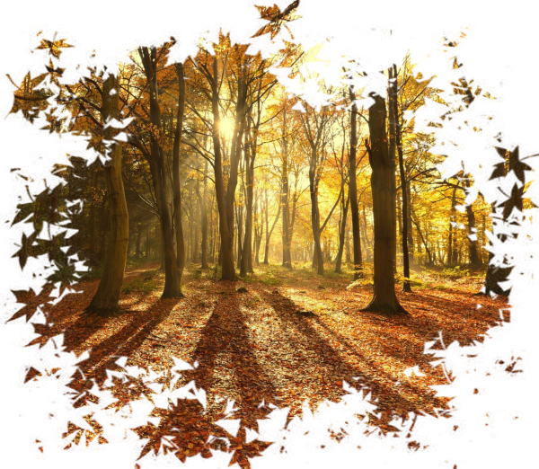 Осенний пейзаж на прозрачном фоне