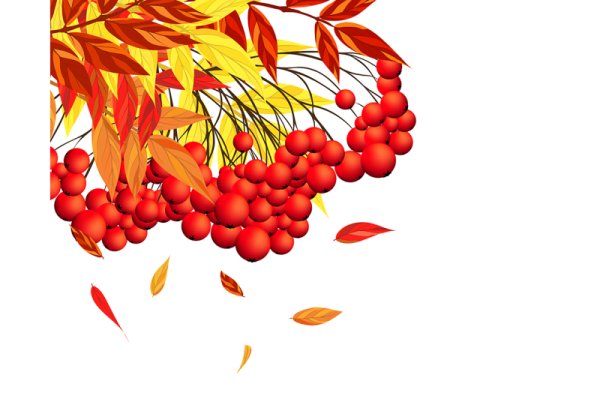 Рамка с рябиной на прозрачном фоне