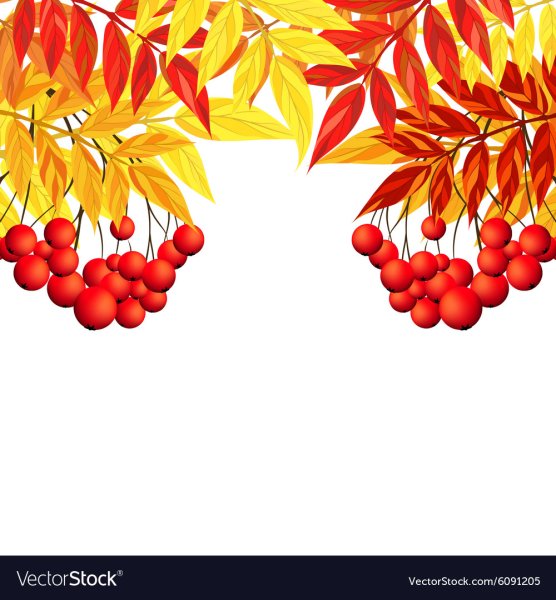 Рамки с рябиной осенние