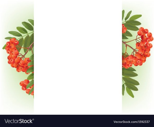 Рамочка рябина