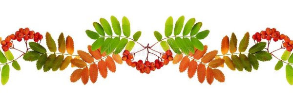 Листья рябины рамка