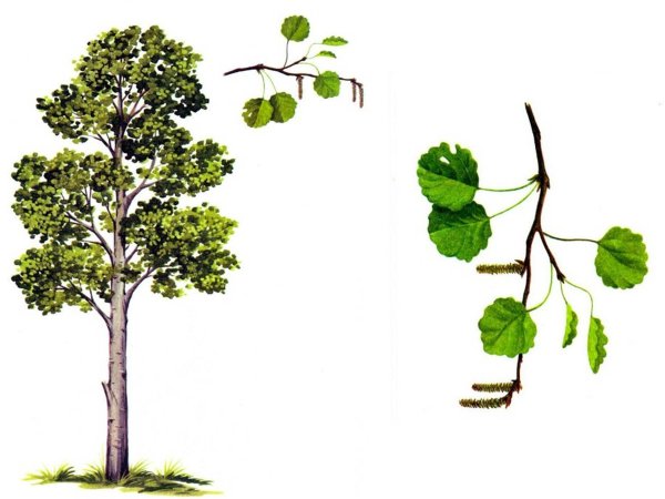 Осина дерево для детей