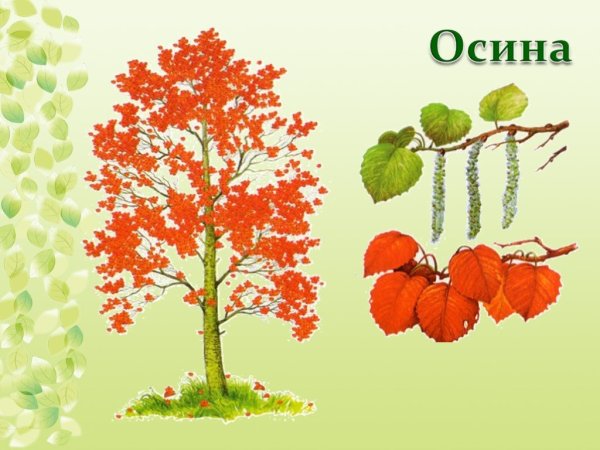 Осина дерево для детей