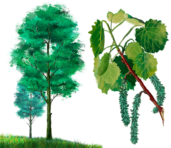 Осина для дошкольников