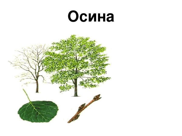 Осина дерево для детей