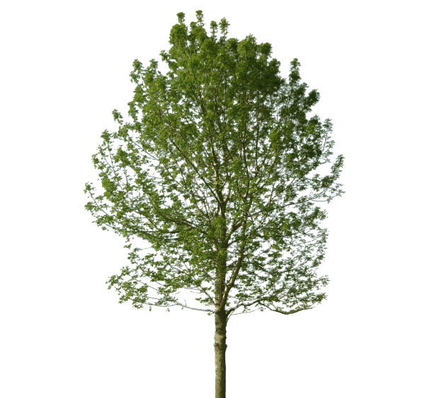 Деревья для ФШ