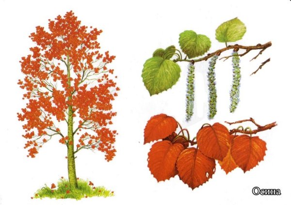 Дерево осина осенью