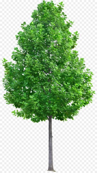 Дерево на прозрачном фоне