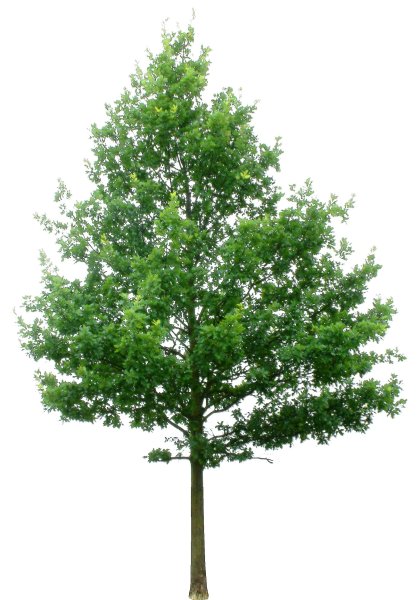 Осина на белом фоне