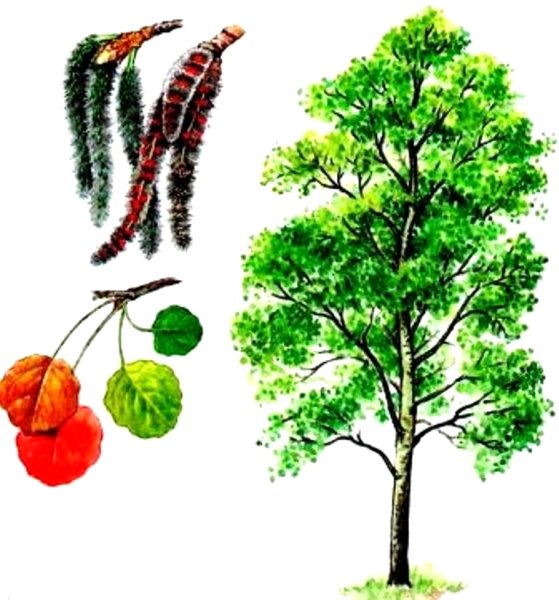 Осина ботаника