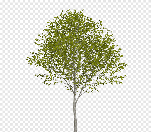 Осина без фона