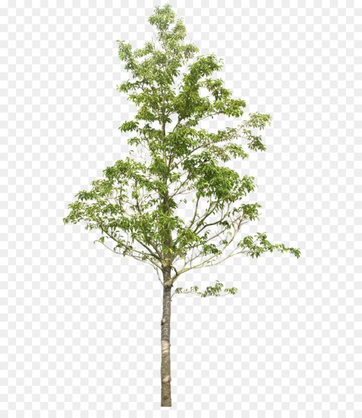 Дерево осина на прозрачном фоне