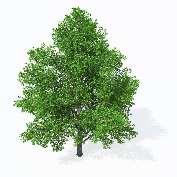 Осина на белом фоне