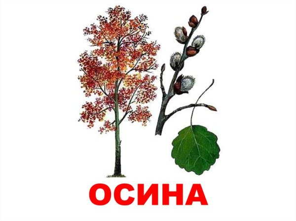 Осина для дошкольников