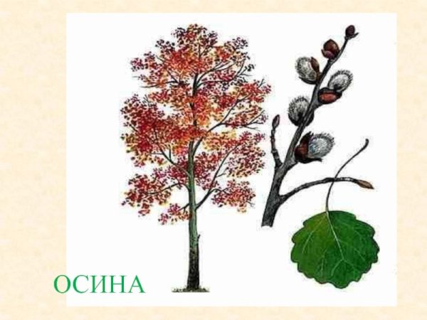 Осина дерево для детей