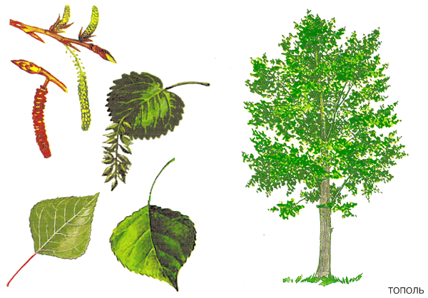 Ива, Тополь, вяз, клен